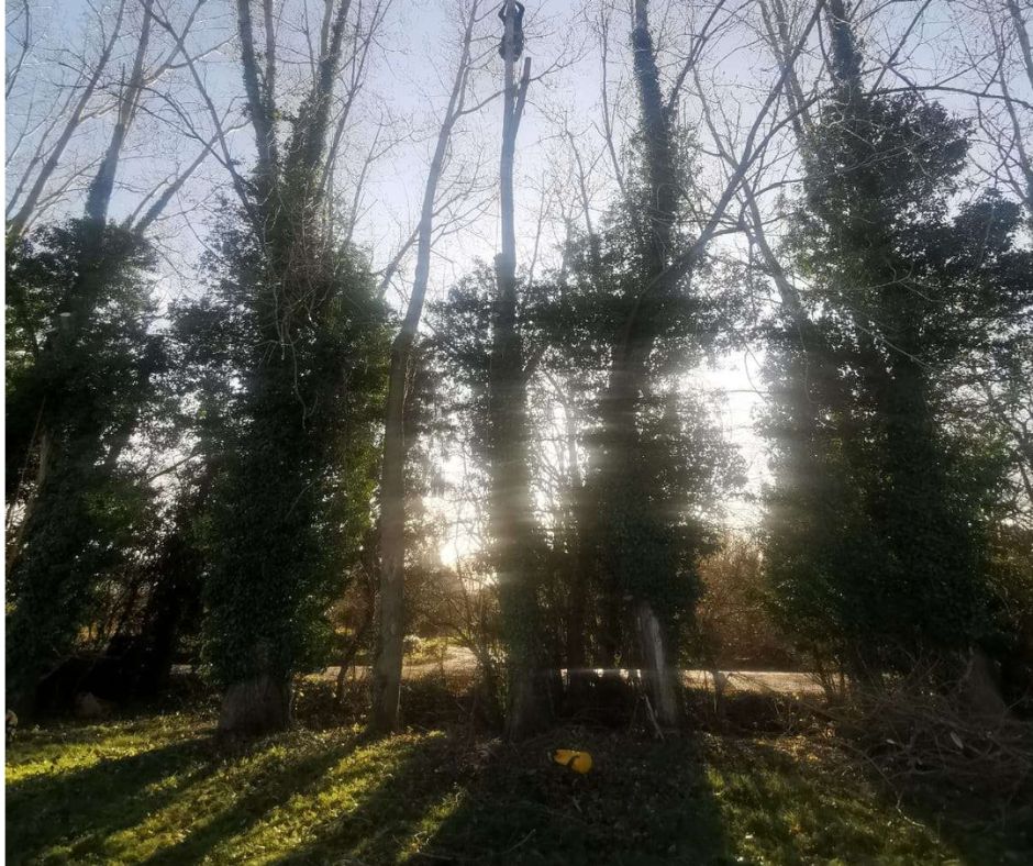 poplar tree reduction Poplar tree reduction in Colchester