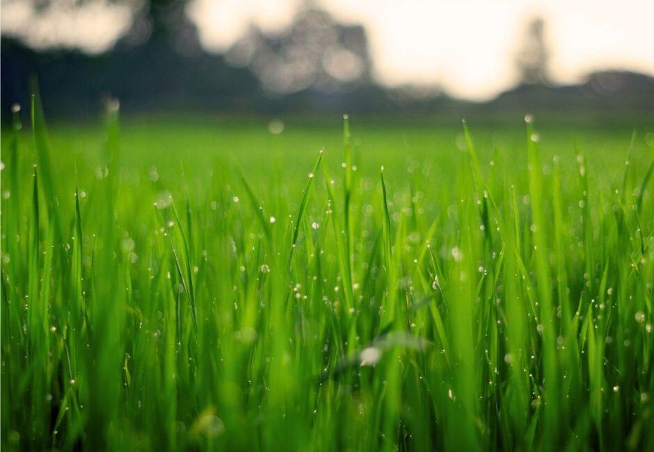 prepare lawn for winter Prepare your lawn for winter