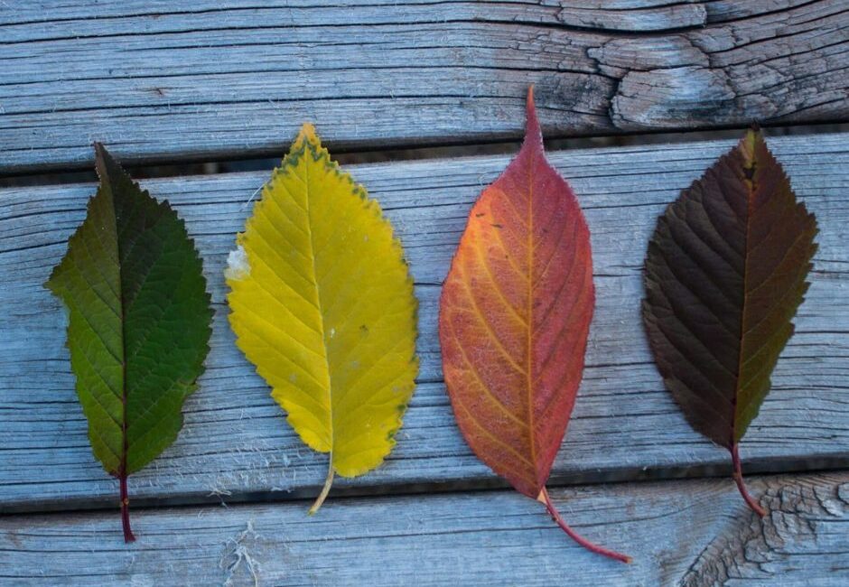seasonal grounds maintenance tree care Seasonal grounds maintenance