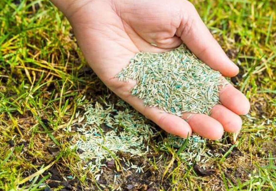 spring lawn care seeding tips Spring lawn care seeding tips