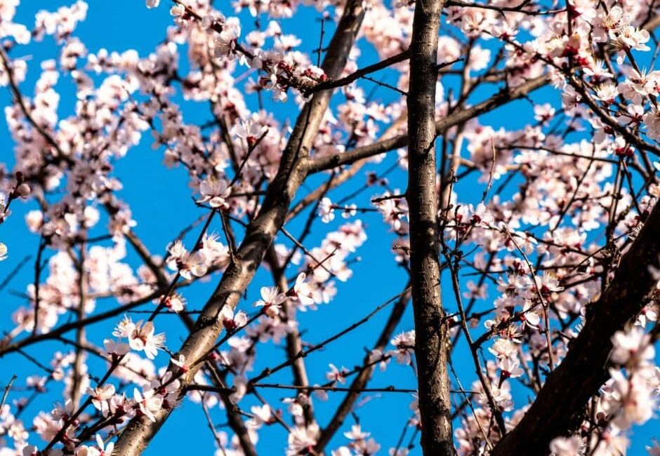 spring tree maintenance commercial properties Spring tree maintenance