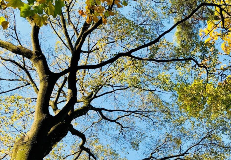tree inspections essential commercial properties Why tree inspections and essential for commercial properties