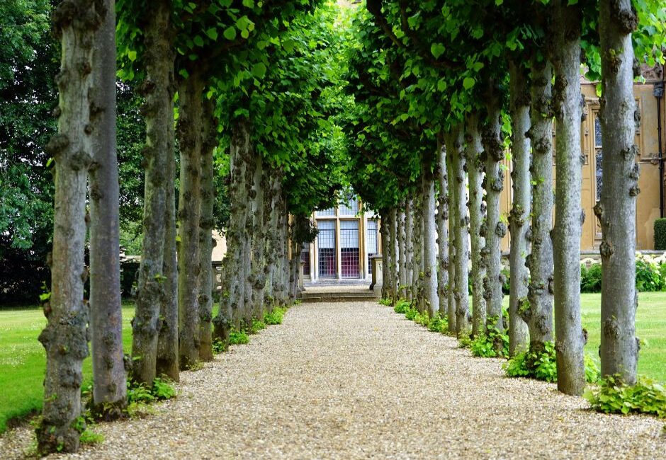 tree maintenance for businesses Tree maintenance for businesses