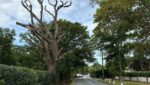 tree management maldon essex Tree management in Maldon, Essex