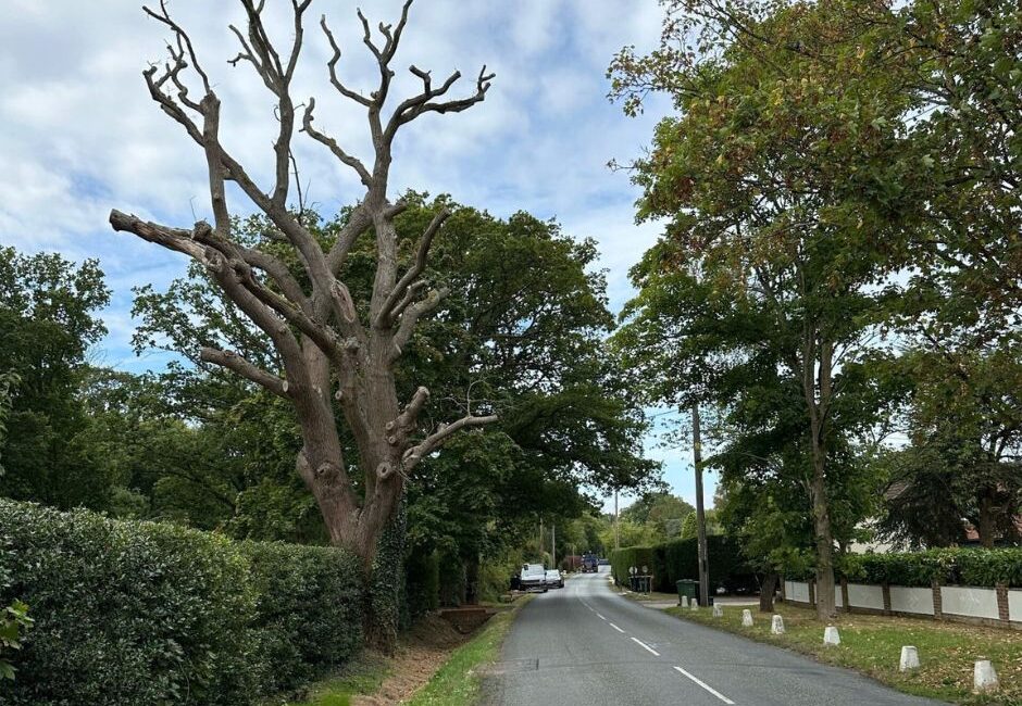 tree management maldon essex Tree management in Maldon, Essex