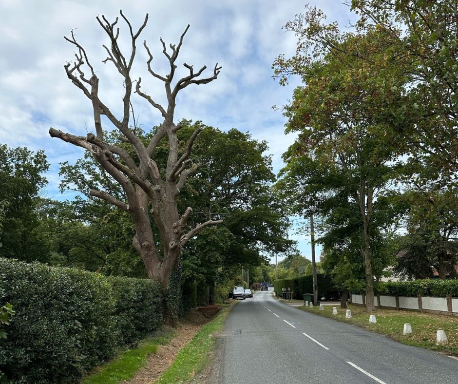 tree management maldon Tree management in Maldon, Essex
