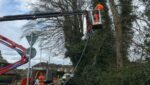 Tree removal in Lawford, Essex