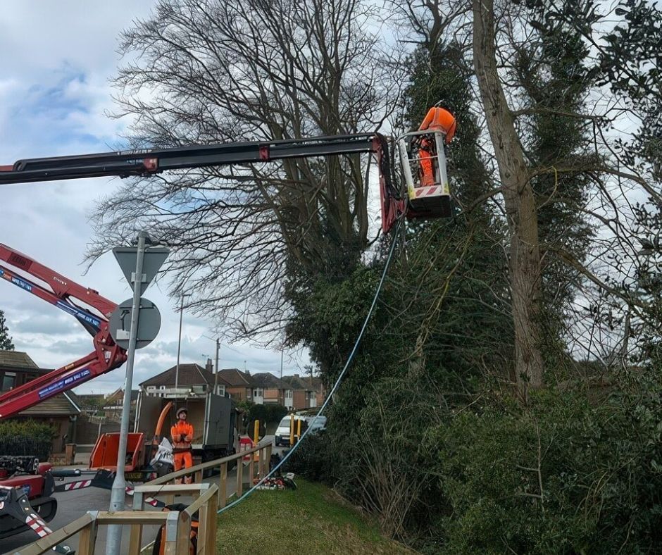 tree removal lawford Tree removal in Lawford, Essex