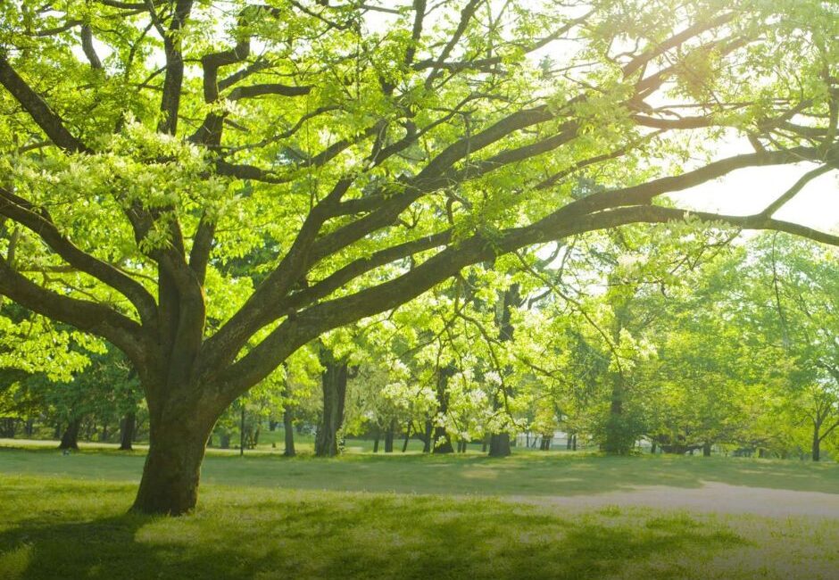 when you need tree inspector When you need to call a tree inspector