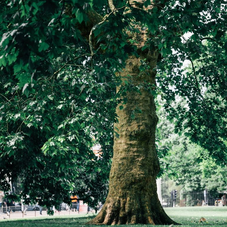 Brentwood tree surgery