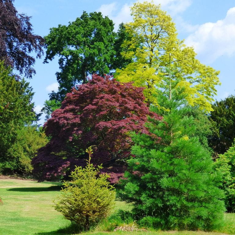 Harlow tree surgery