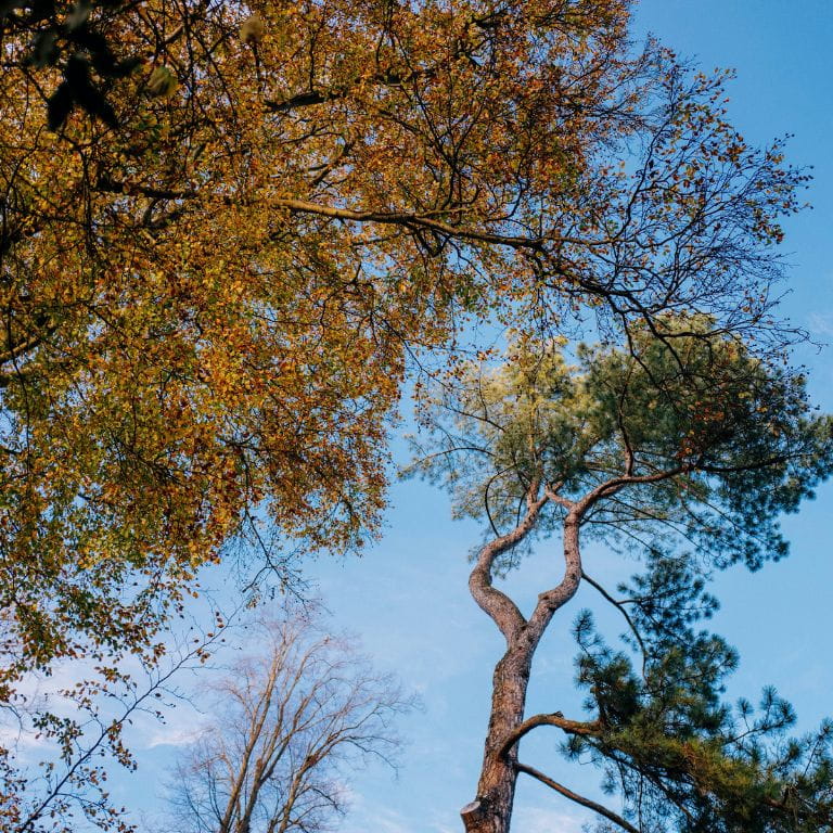 Southend tree surgery