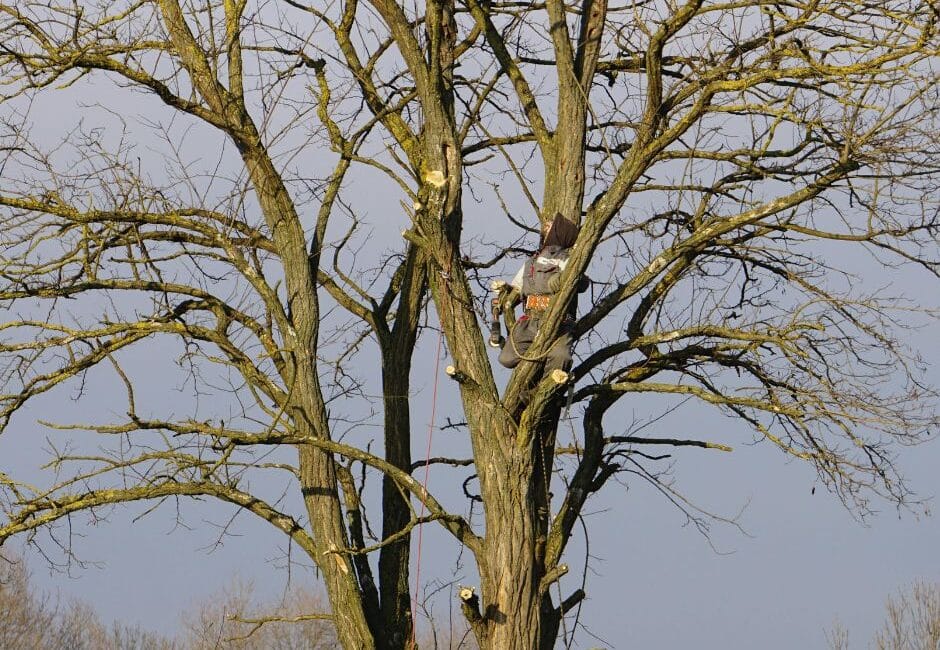 tree pruning or felling Tree pruning vs. felling