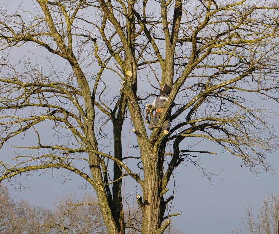 tree pruning or felling Tree pruning vs. felling