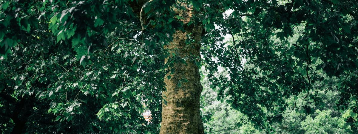 Tree surgery in Brentwood