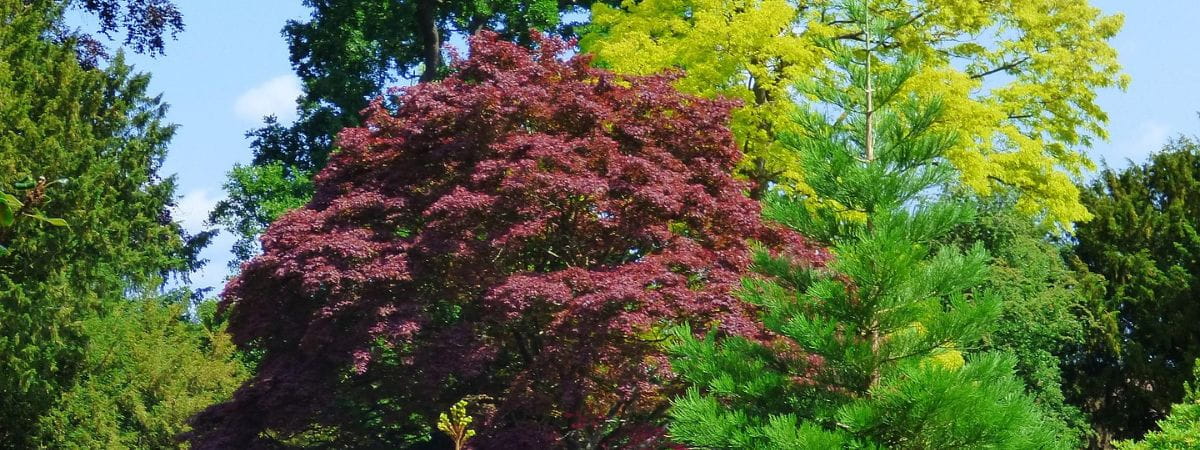 Tree surgery in Harlow