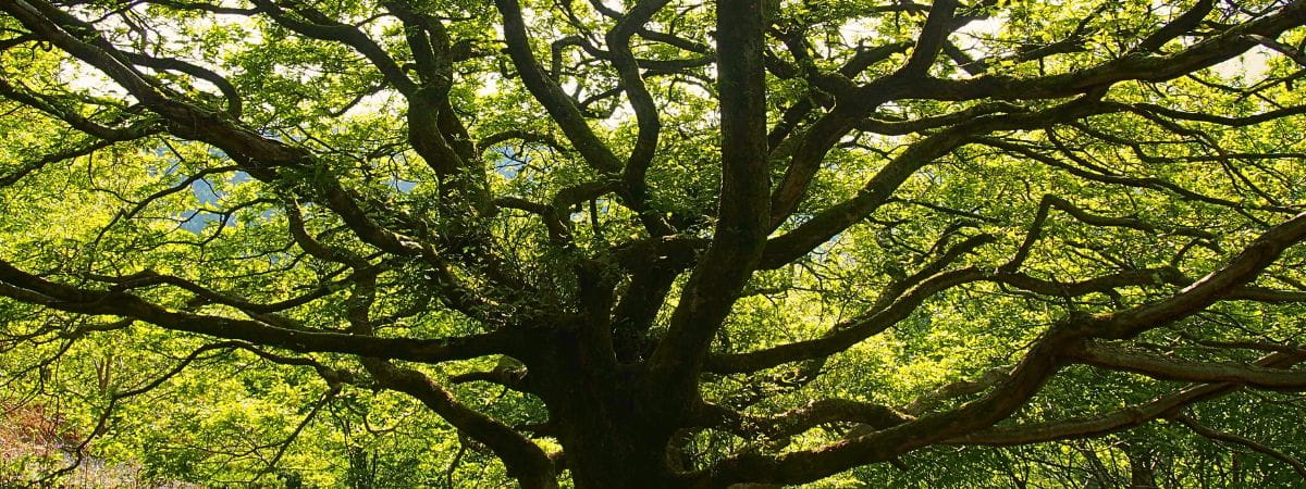 Tree surgery in Essex