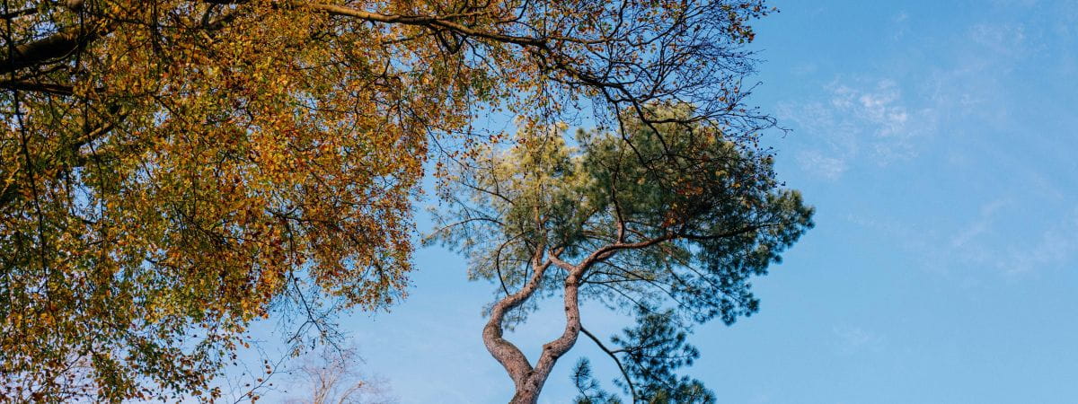 Tree surgery in Southend