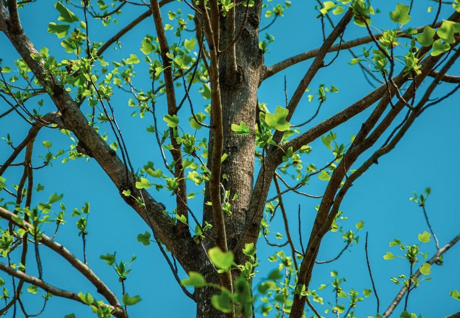 what is tree surgery What is tree surgery?