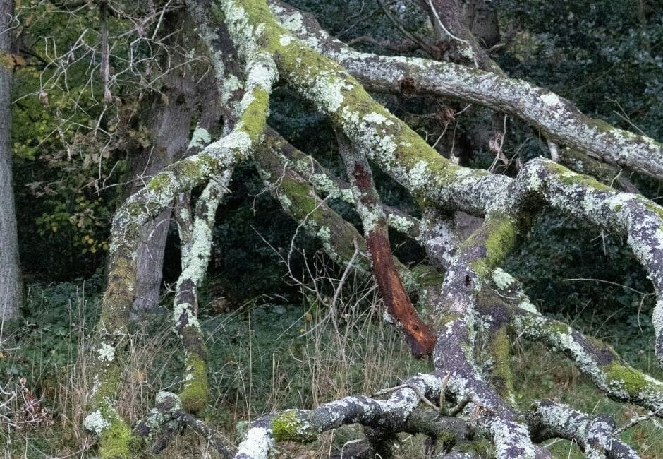 Facebook 20 tree surgery following a storm