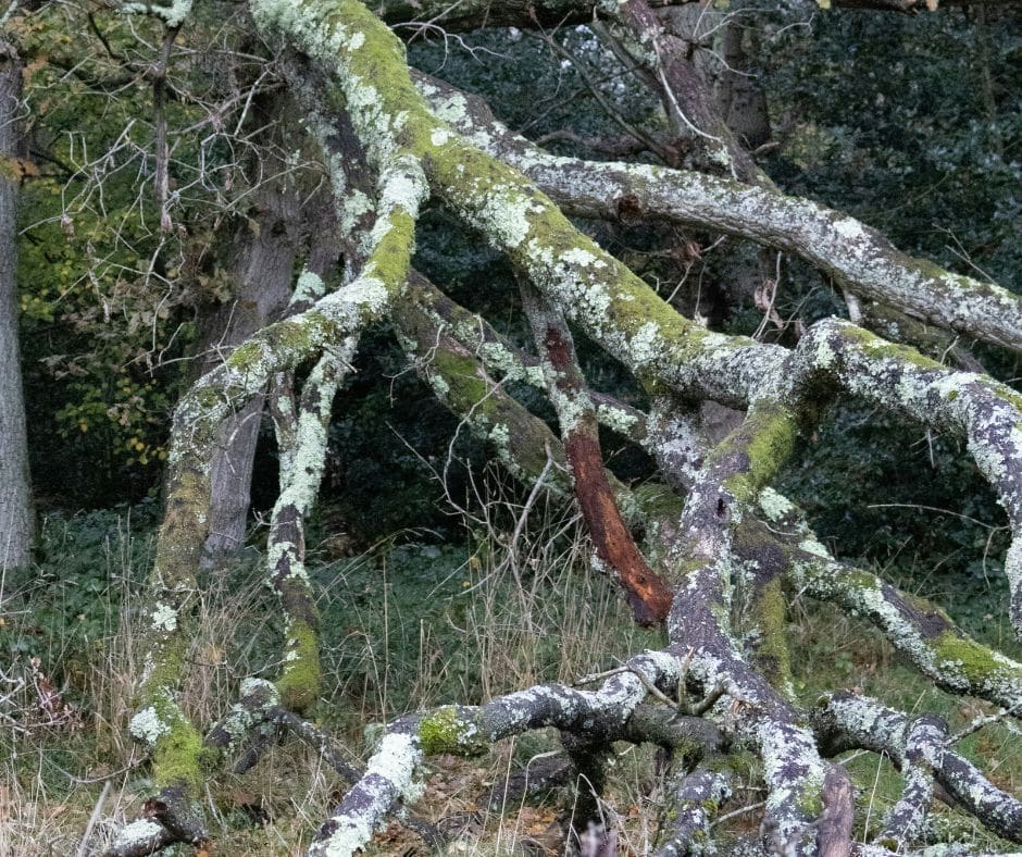 Facebook 20 tree surgery following a storm