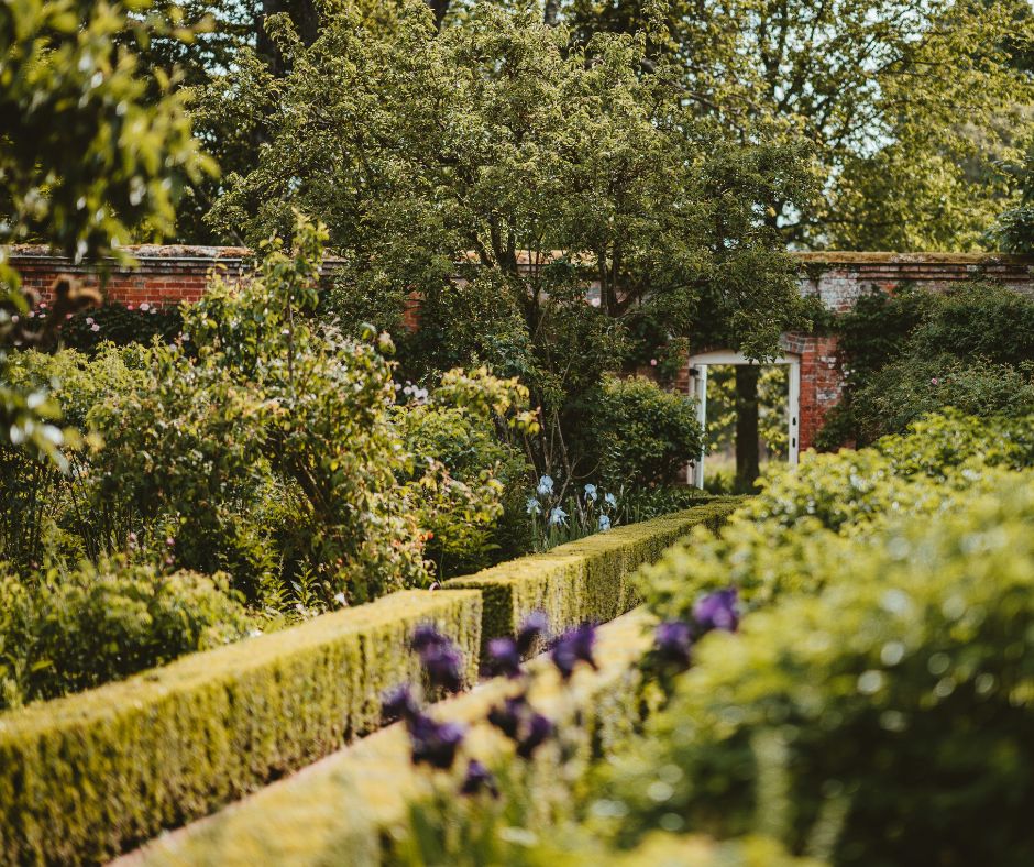 professional hedge pruning Professional hedge pruning in Colchester