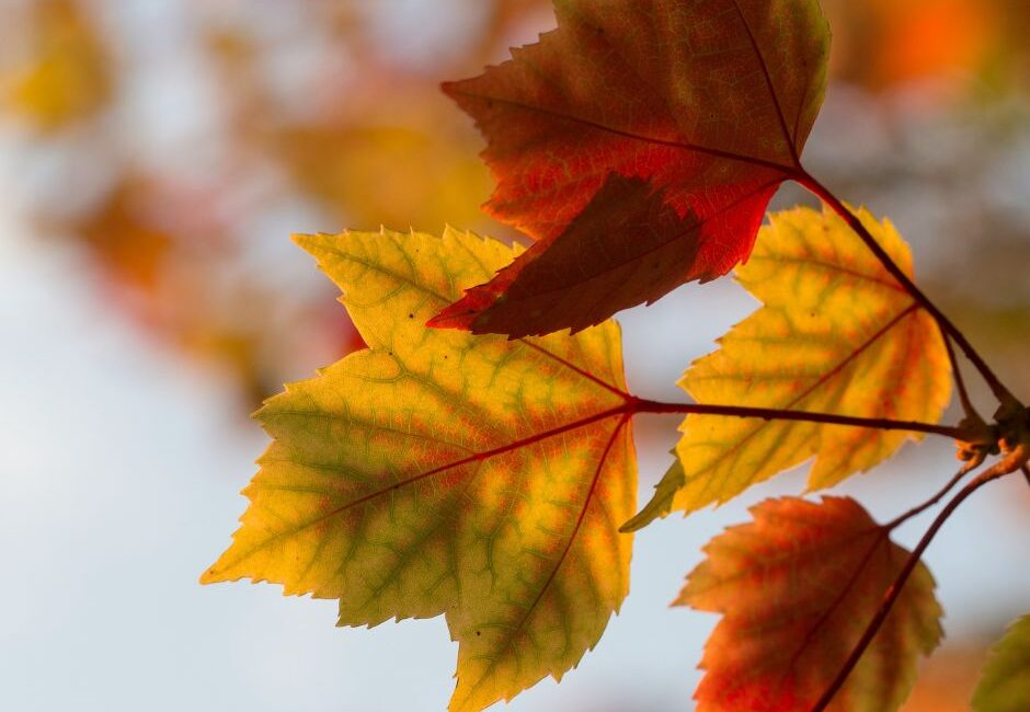 seasonal tree care Seasonal tree care