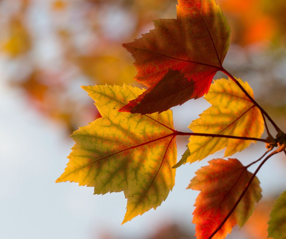 seasonal tree care Seasonal tree care