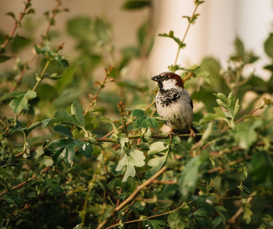 eco friendly tree surgery Eco-friendly tree surgery and sustainable landscaping