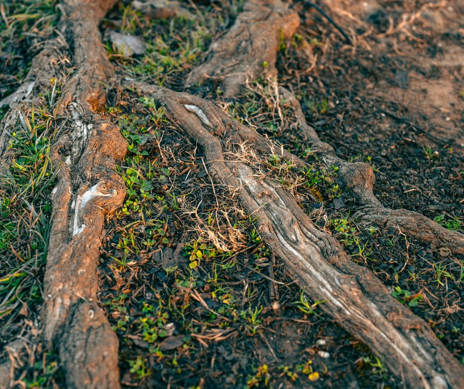 overgrown tree damage Overgrown trees damage