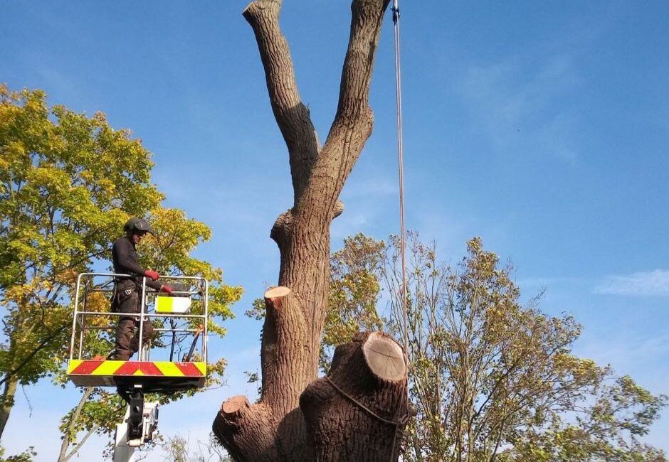 Facebook 46 How to Choose the Right Tree & Landscaping Contractor