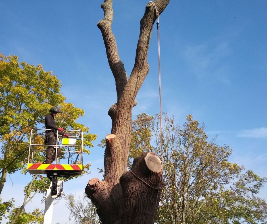 Facebook 46 How to Choose the Right Tree & Landscaping Contractor