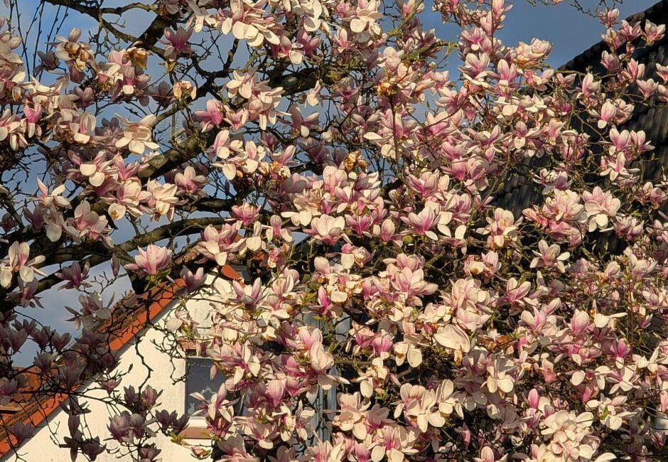 Facebook 48 Regular tree inspections in Colchester