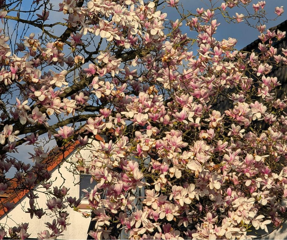 Facebook 48 Regular tree inspections in Colchester