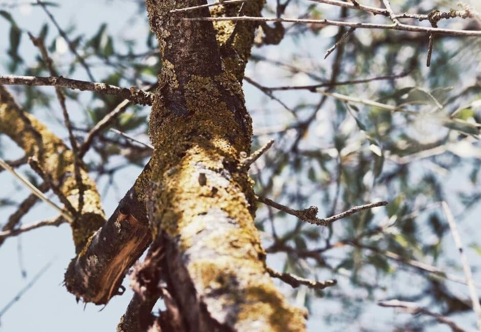 Facebook 53 Signs you need a tree surgeon