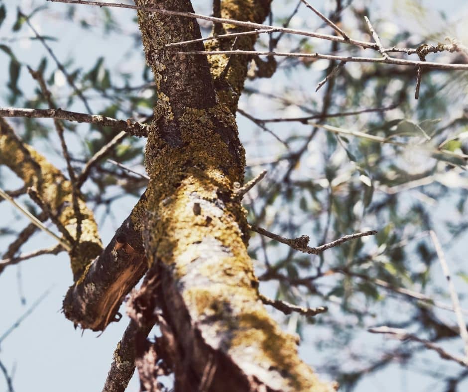Facebook 53 Signs you need a tree surgeon