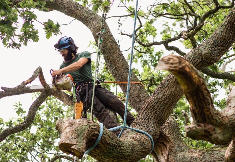 UN SD Instagram Facebook Post 1 How to choose the right tree surgeon