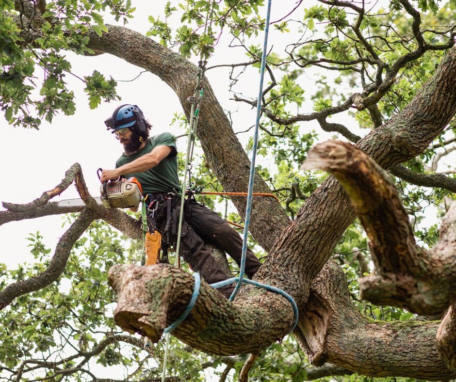 UN SD Instagram Facebook Post 1 How to choose the right tree surgeon