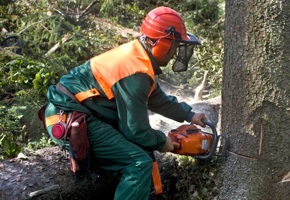 UN SD Instagram Facebook Post 10 Tips for safe tree removal