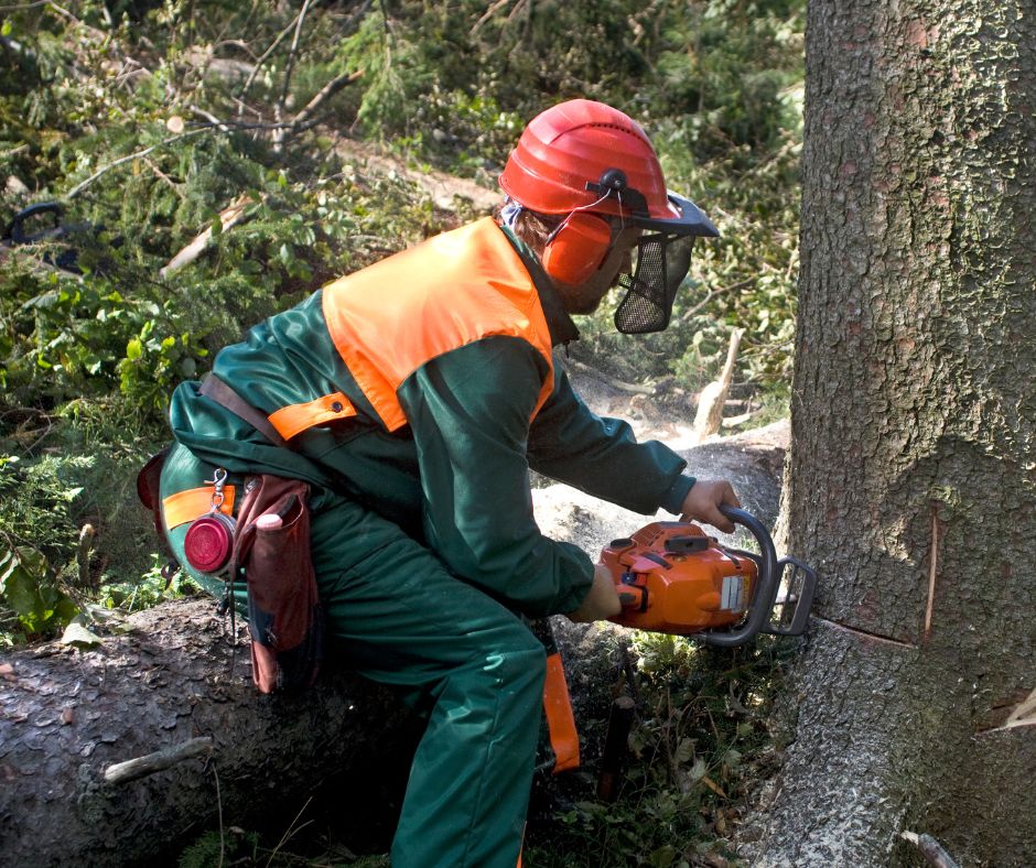 UN SD Instagram Facebook Post 10 Tips for safe tree removal