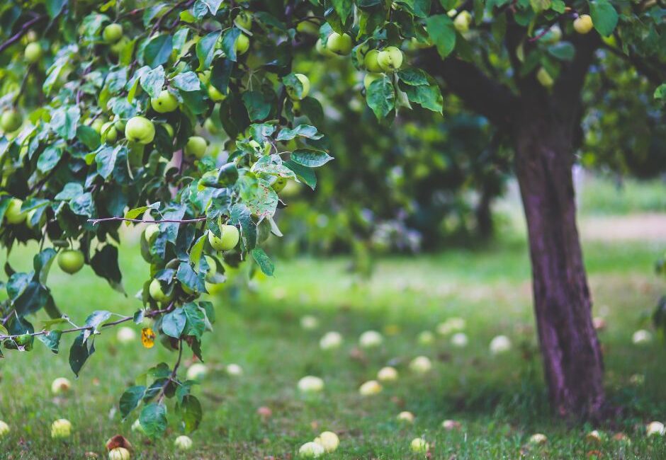 UN SD Instagram Facebook Post 12 Keep trees healthy year-round