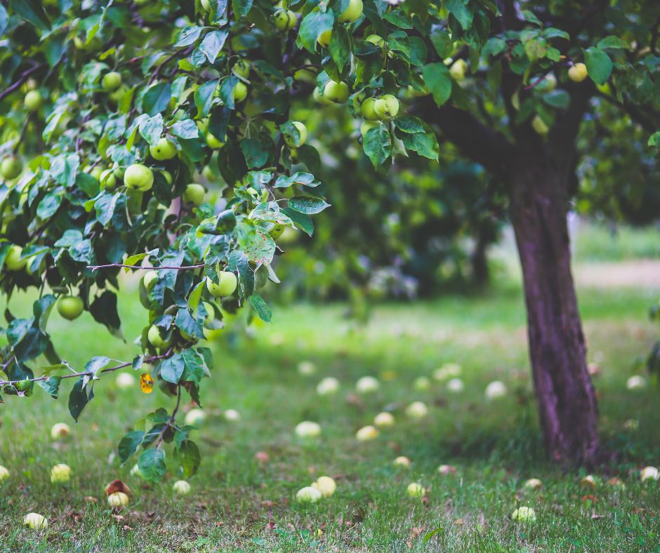 UN SD Instagram Facebook Post 12 Keep trees healthy year-round