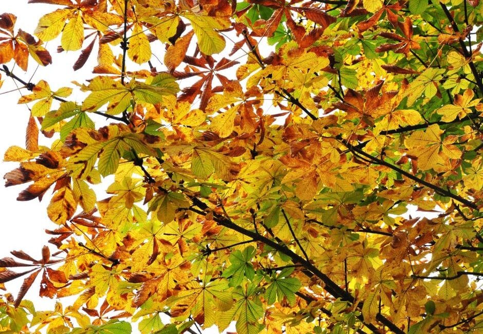 UN SD Instagram Facebook Post 19 Common tree diseases and prevention