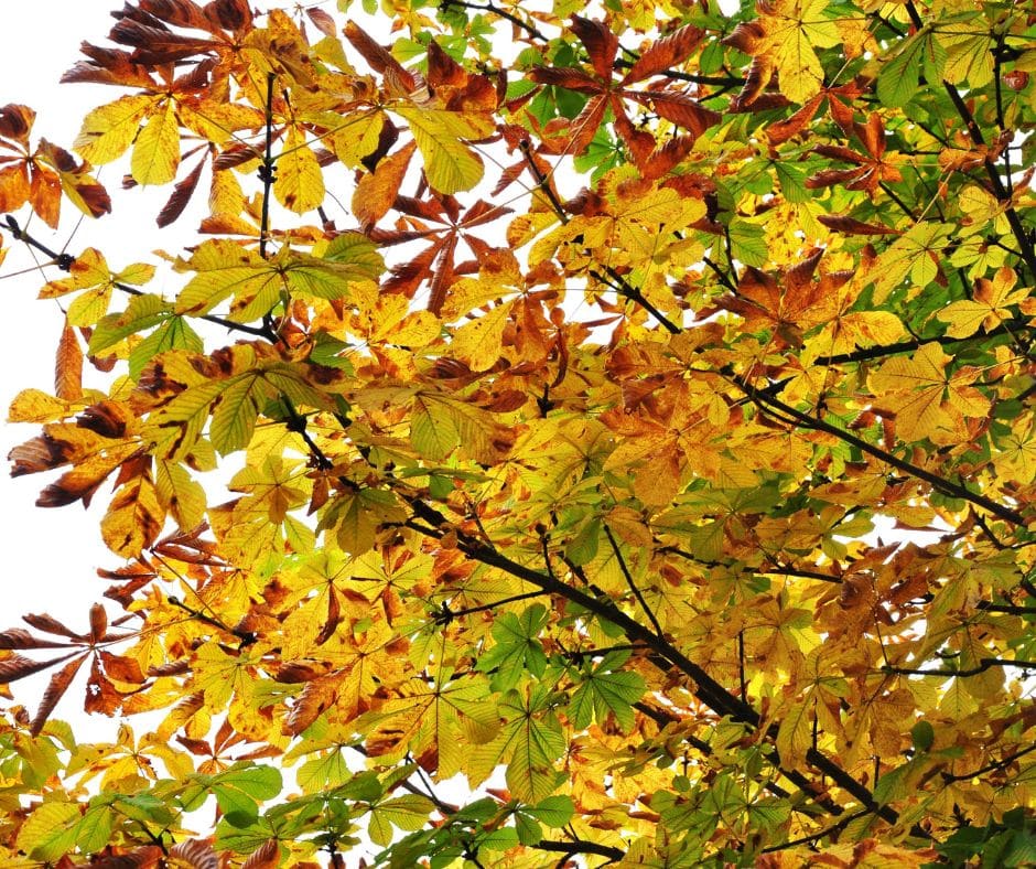 UN SD Instagram Facebook Post 19 Common tree diseases and prevention