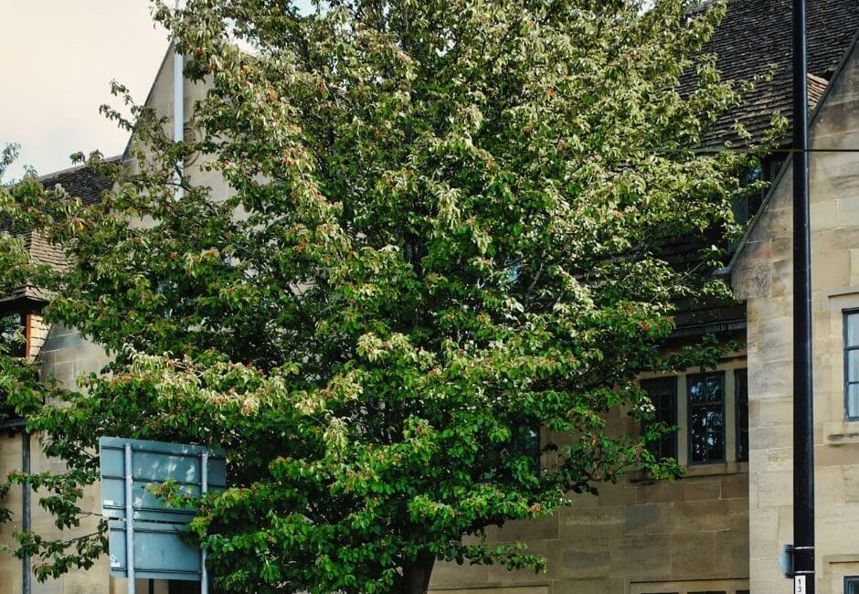 UN SD Instagram Facebook Post 20 Regular pruning for trees