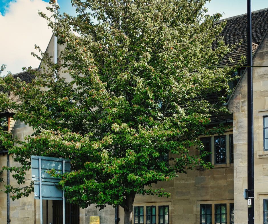 UN SD Instagram Facebook Post 20 Regular pruning for trees