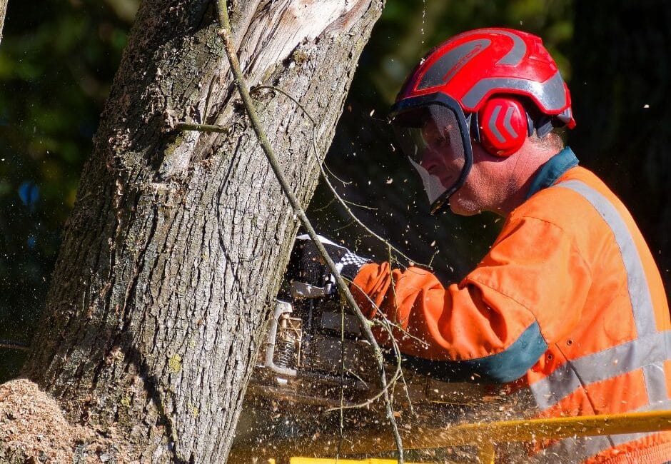 UN SD Instagram Facebook Post 28 Essential tree care tools
