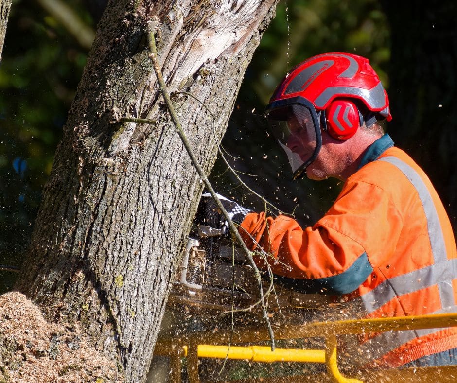 Essential tree care tools