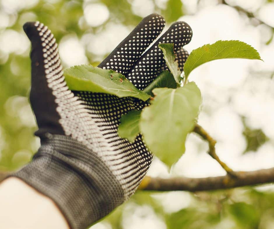 UN SD Instagram Facebook Post 33 Tree Trimming: Professional Tree Surgeon vs. DIY Trimming