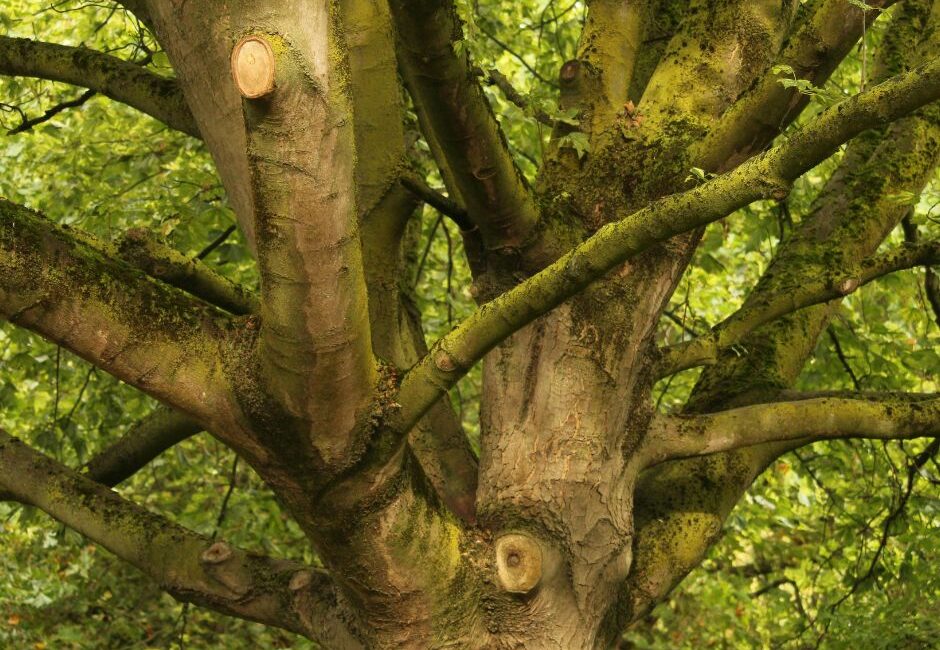 UN SD Instagram Facebook Post 38 Tree Surgery Can Protect Your Colchester Property